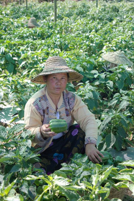 Southern Shan State, cueilleuse de poivrons. © Isabelle Vagneron, Cirad
